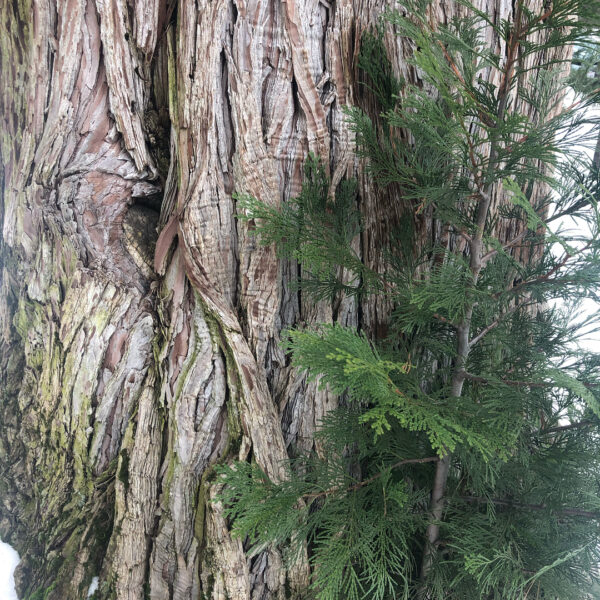 53705764_777775132608995_777822563613130533_n 53705764_777775132608995_777822563613130533_n