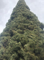 54800404_312412756137953_5598892959827186109_n