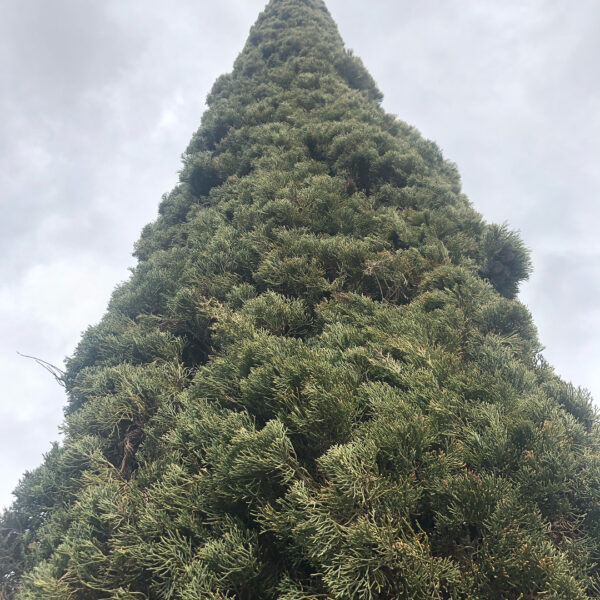 54800404_312412756137953_5598892959827186109_n 54800404_312412756137953_5598892959827186109_n