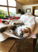 B32790E2-3F7B-4739-85EA-AAC09DBDA79A