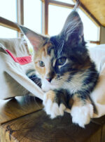 B809F0C8-9AA8-480D-A270-87056BCBE4CF