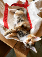 ED4FA885-51A0-4CE8-8A09-AA0CBE242210