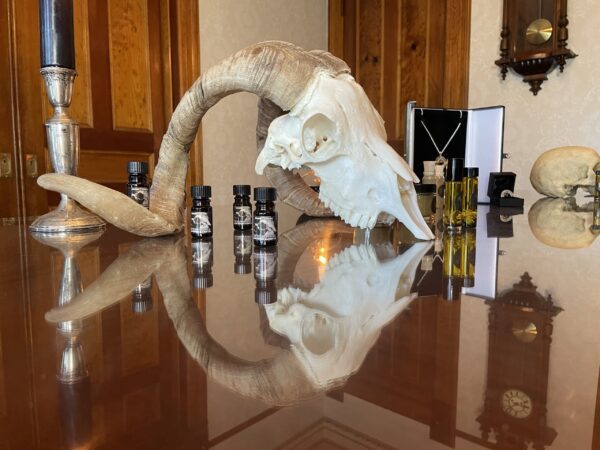 Saturn in Capricorn bpals oils main Saturn in Capricorn bpals oils main