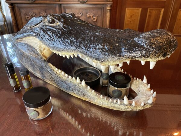 Saturn in Capricorn swamp gator incense Saturn in Capricorn swamp gator incense