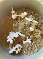 golden gator powder incense