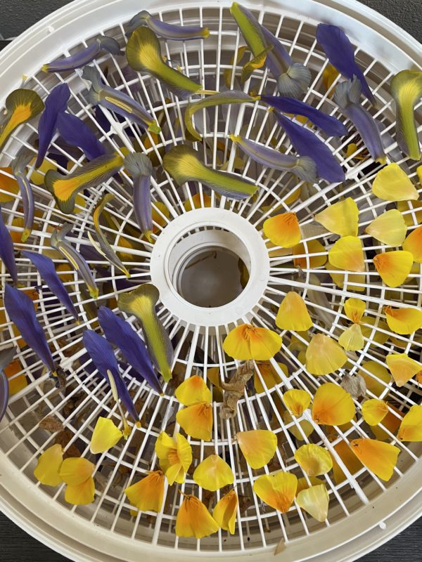 Quicksilver Tongue drying flowers Quicksilver Tongue drying flowers