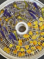 Quicksilver Tongue drying flowers