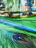 Quicksilver Tongue peacock beetle