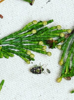 97D1CB97-E6DF-49DB-ACAB-74DF04CE3B5A