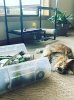 Sumo Cats Venus Aerial Delight Libra