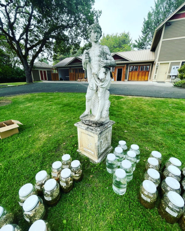 Venus Aerial Delight Libra Kolonia adonis statue Venus Aerial Delight Libra Kolonia adonis statue