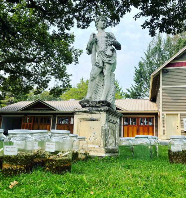 Venus Aerial Delight Libra adonis main Venus Aerial Delight Libra adonis main