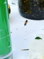 Venus Aerial Delight Libra bee main