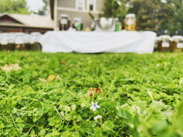 Venus Aerial Delight Libra flower Venus Aerial Delight Libra flower