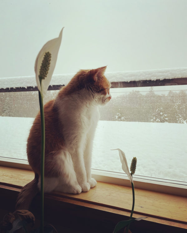 Venus Aerial Delight Libra peace lily dove eirene Venus Aerial Delight Libra peace lily dove eirene