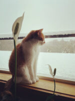 Venus Aerial Delight Libra peace lily dove eirene