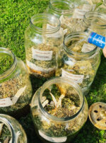 Venus Aerial Delight Libra tincture