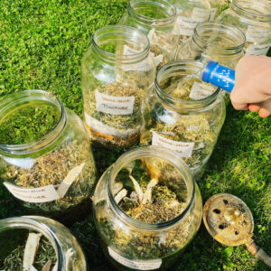 Tincture of Venus' Aerial Delight