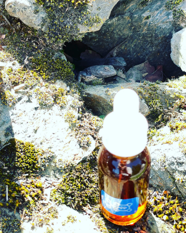 Deneb Algedi II tincture guardians at the threshold Deneb Algedi II tincture guardians at the threshold