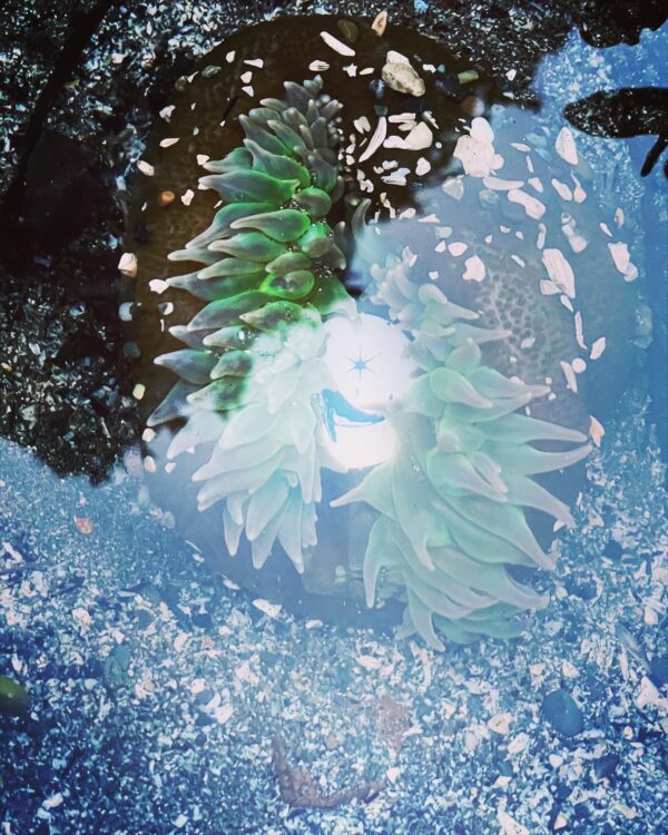 Fomalhaut Oil Anemone Offering Fomalhaut Oil Anemone Offering