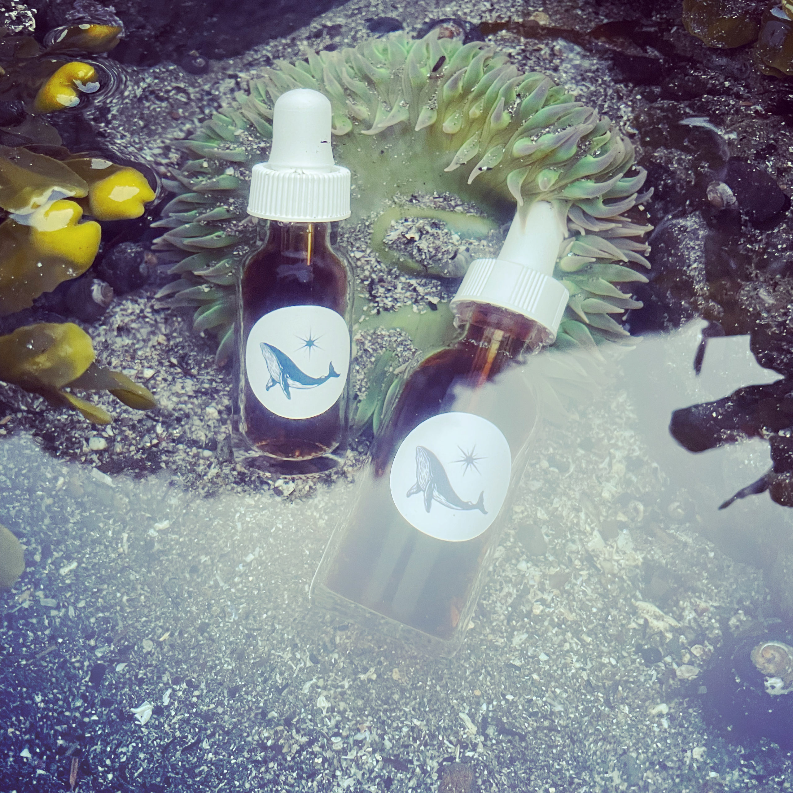 Embrace Nature's Healing: Crafting a Pine Resin Tincture with 200