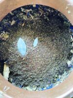 Fomalhaut Water Interior Still Pot