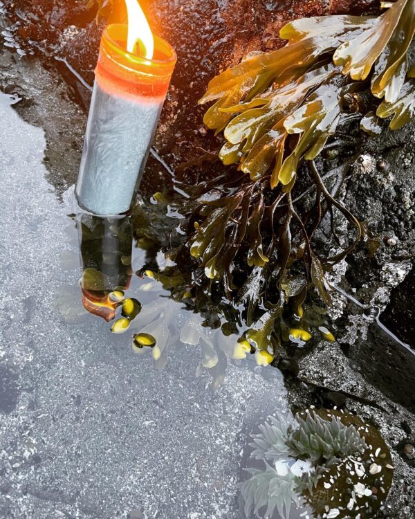 Fomalhaut candle roller anemone Fomalhaut candle roller anemone