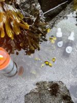 Fomalhaut candle tincture