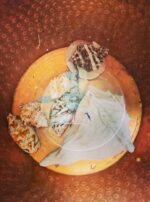 Fomalhaut interior still pot water shells