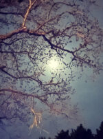 Luna in Cancer creation moon moon