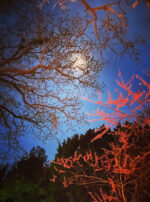 Luna in Cancer creation moon