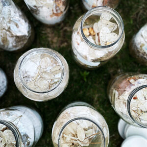 Oil of Luna in Cancer