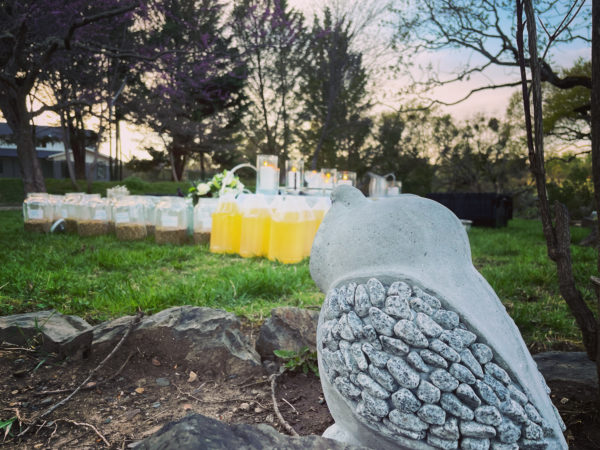 Luna in Cancer creation owl back Luna in Cancer creation owl back