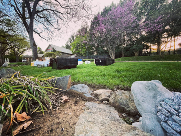 Luna in Cancer creation toad 2 main Luna in Cancer creation toad 2 main