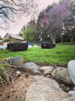 Luna in Cancer creation toad 2 main