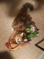 Exalted Venus II Sumo 2