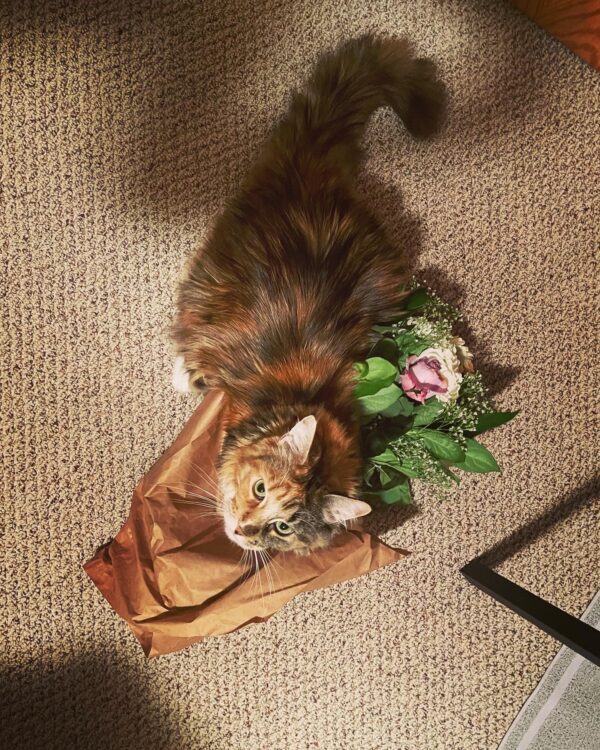 Exalted Venus II Sumo 2 Exalted Venus II Sumo 2