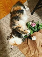 Exalted Venus II Sumo 3