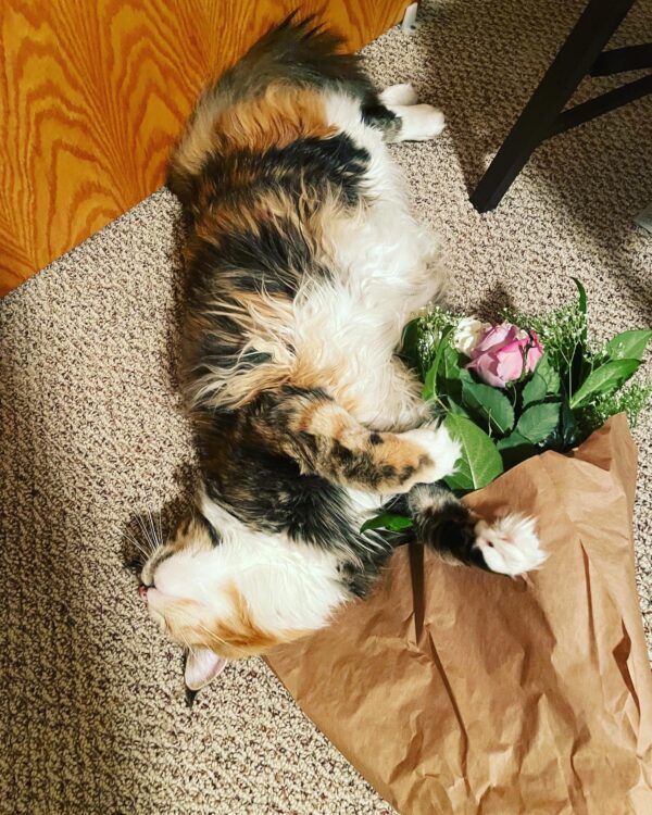 Exalted Venus II Sumo 3 Exalted Venus II Sumo 3