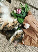 Exalted Venus II Sumo 4