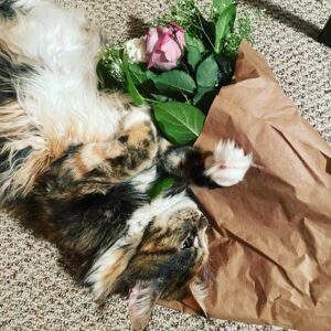 Sugar Scrub of Exalted Venus II