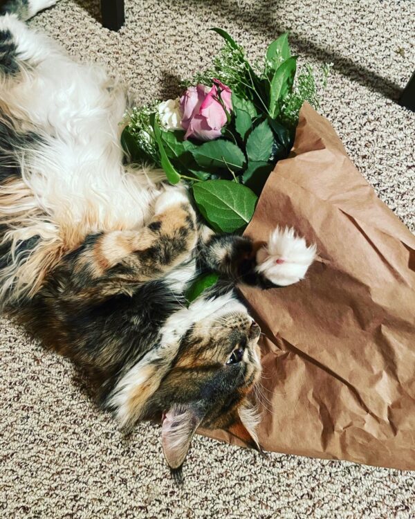 Exalted Venus II Sumo 4 Exalted Venus II Sumo 4