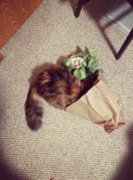 Exalted Venus II Sumo 6