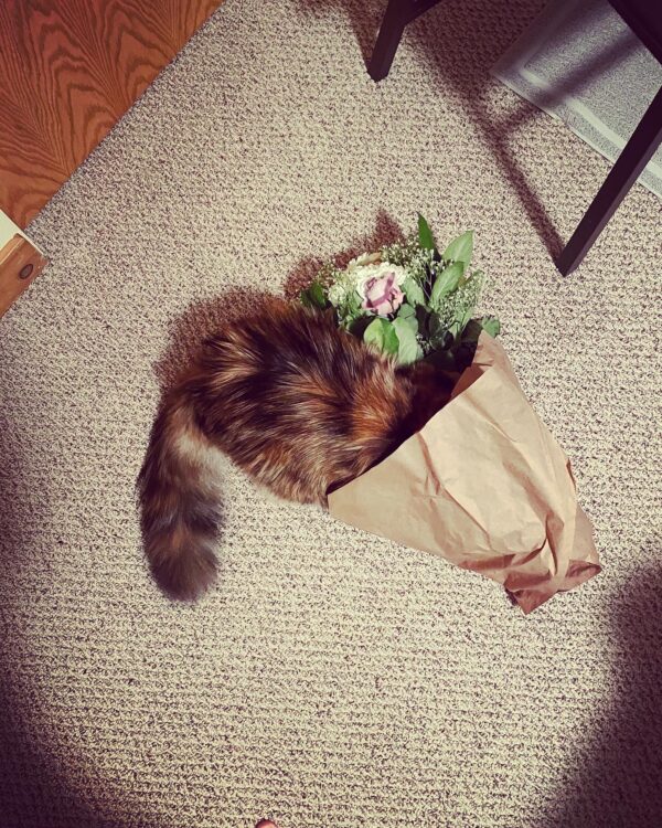 Exalted Venus II Sumo 6 Exalted Venus II Sumo 6