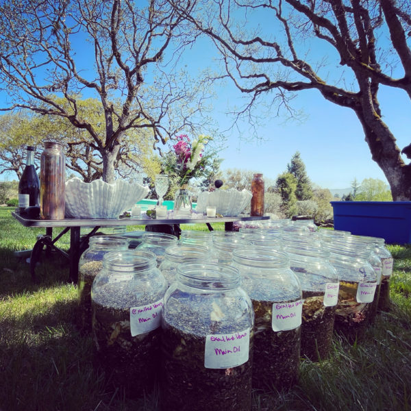 Exalted Venus Oil Exalted Venus Oil