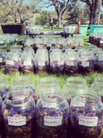 Exalted Venus Oil Body Butter