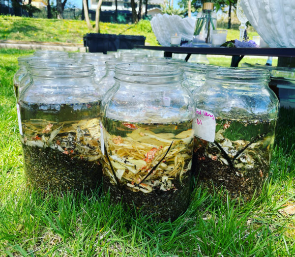 Exalted Venus oil 4 Exalted Venus oil 4