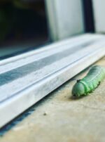 Exalted Mercury Caterpillar 2