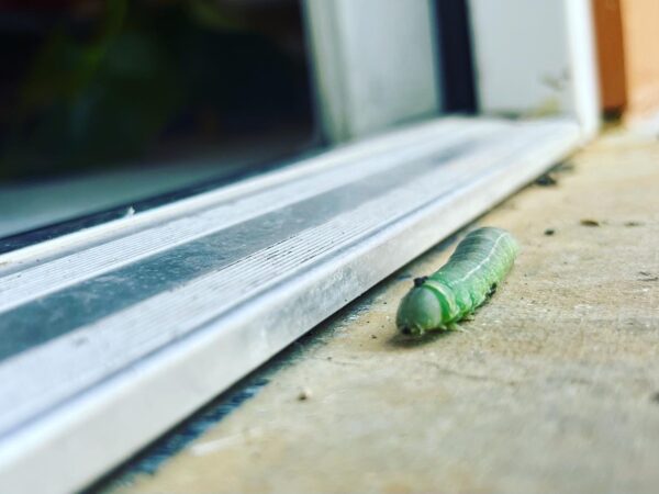 Exalted Mercury Caterpillar 2 Exalted Mercury Caterpillar 2