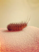 Exalted Mercury Caterpillars